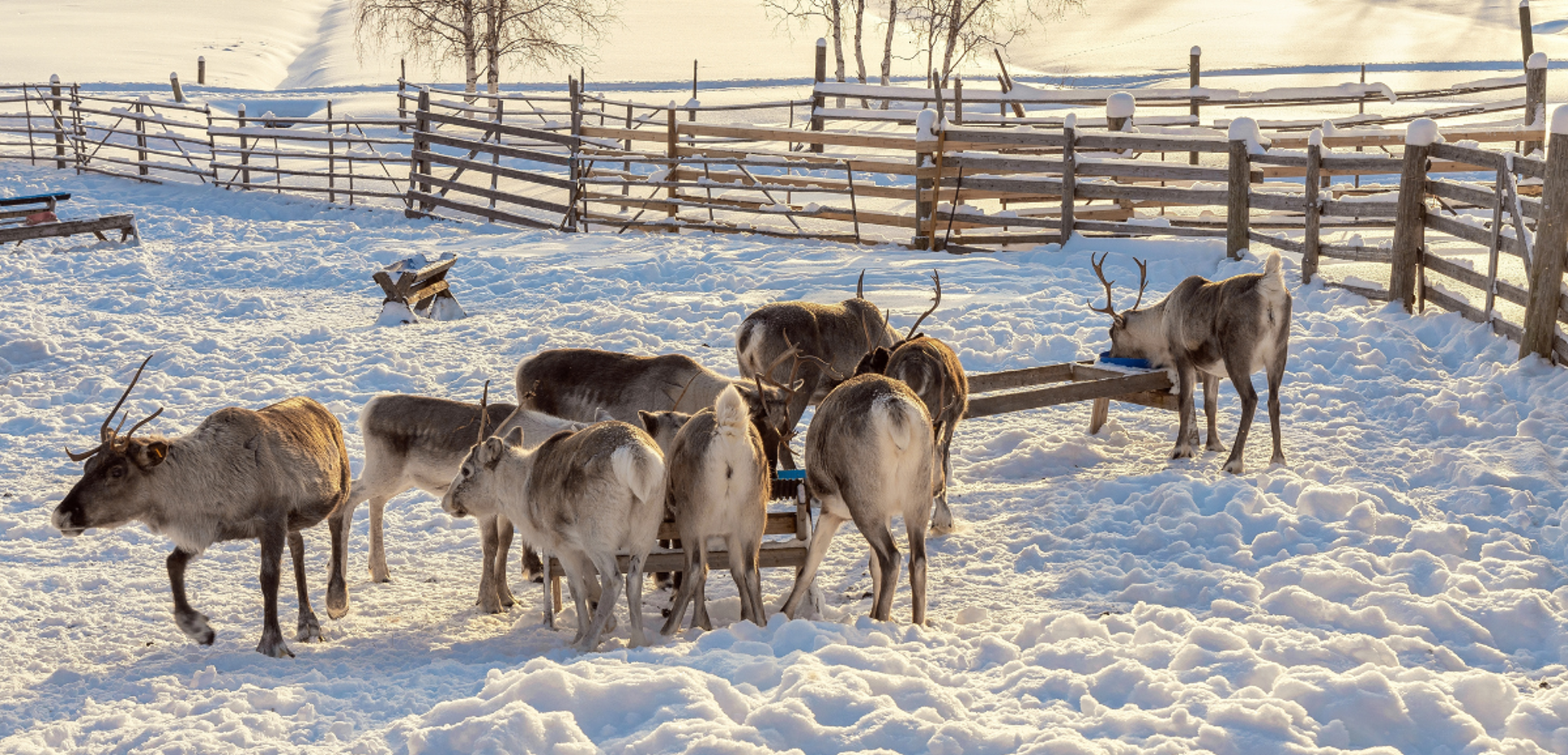 La visite d'une ferme de rennes