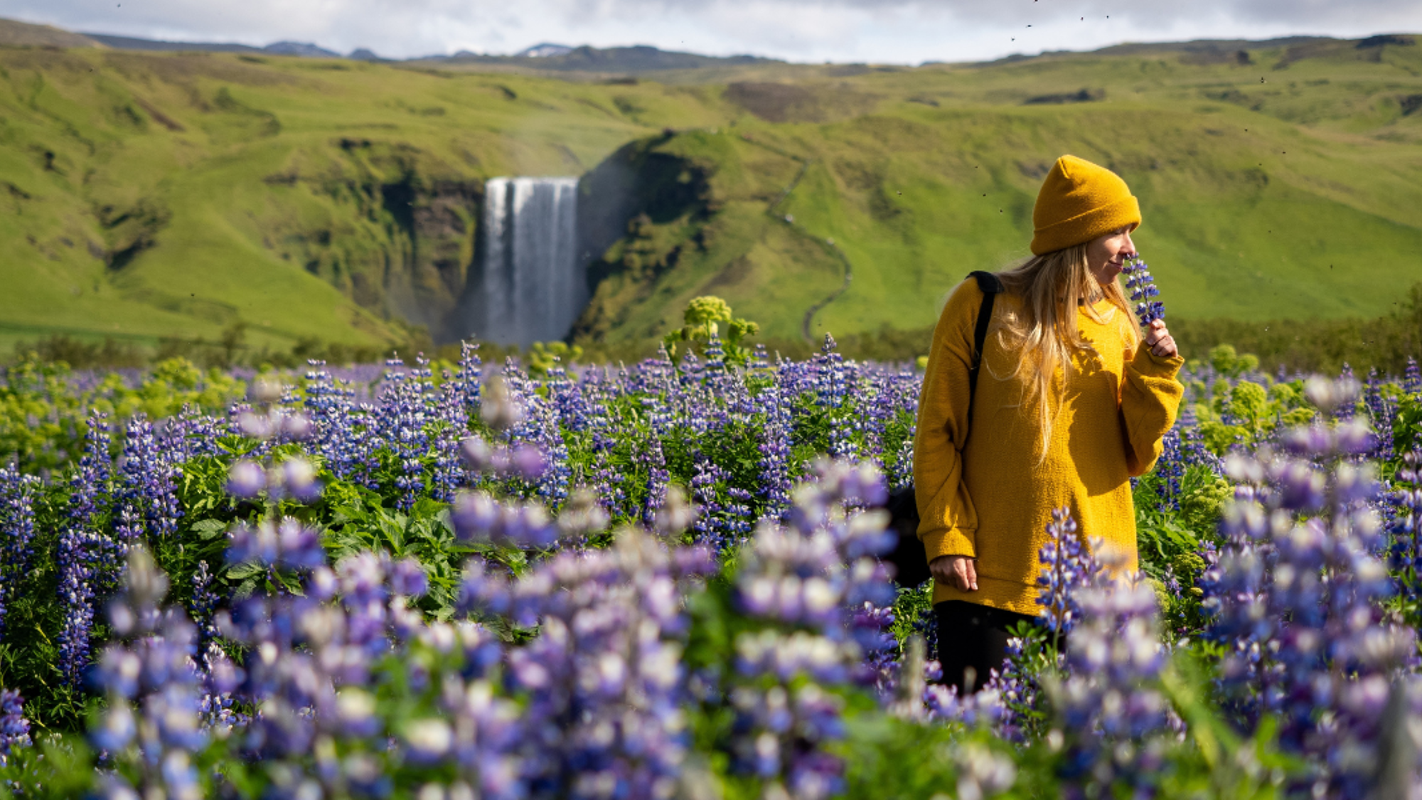 Lupins près de la cascade Skogafoss, Islande