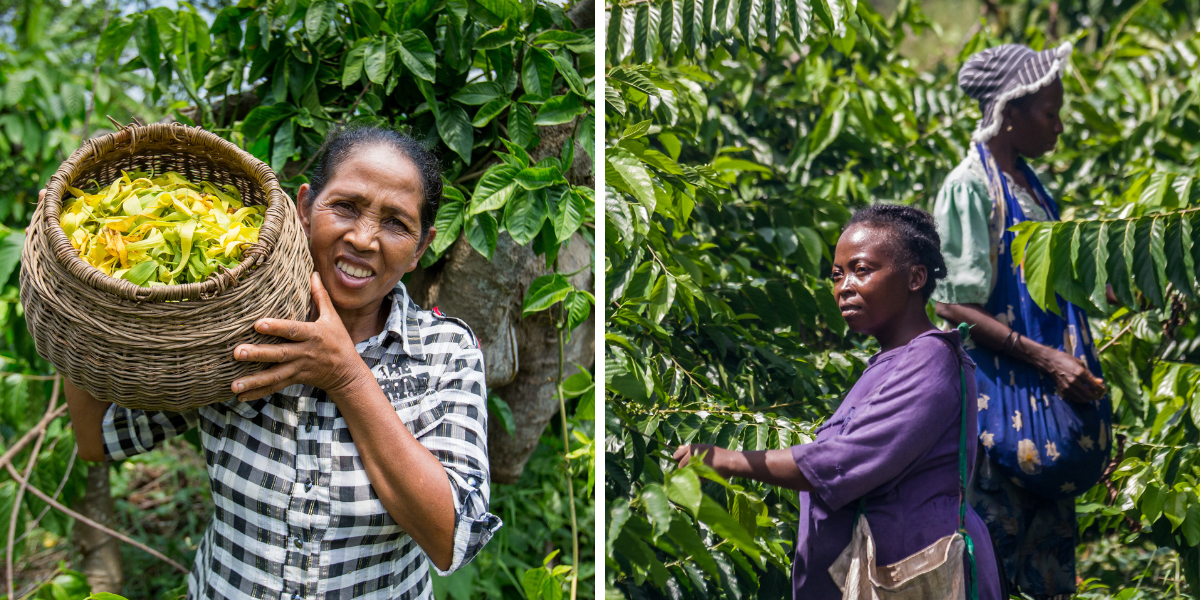 Plongez au coeur des plantations d'ylang ylang 