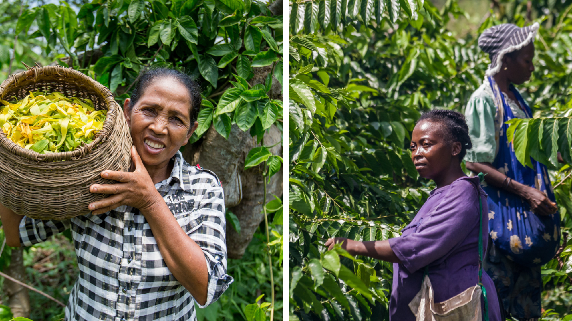 Plongez au coeur des plantations d'ylang ylang