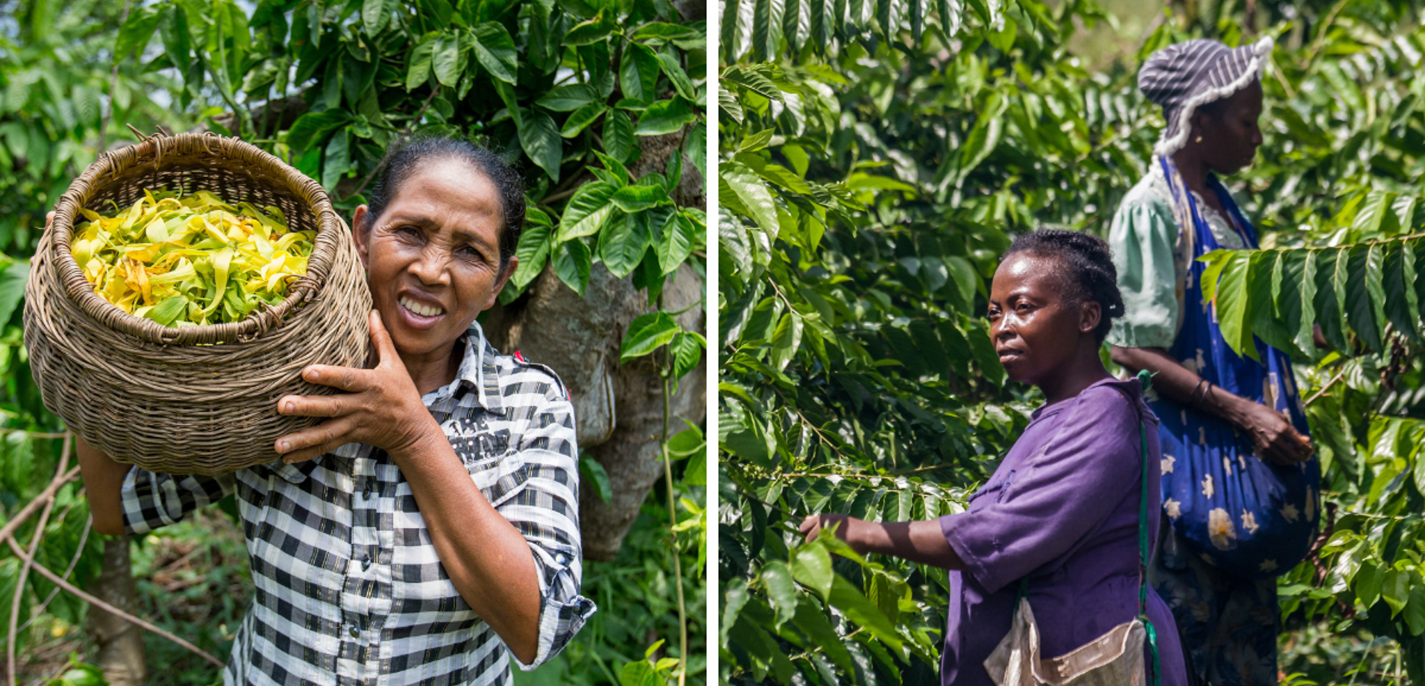 Plongez au coeur des plantations d'ylang ylang