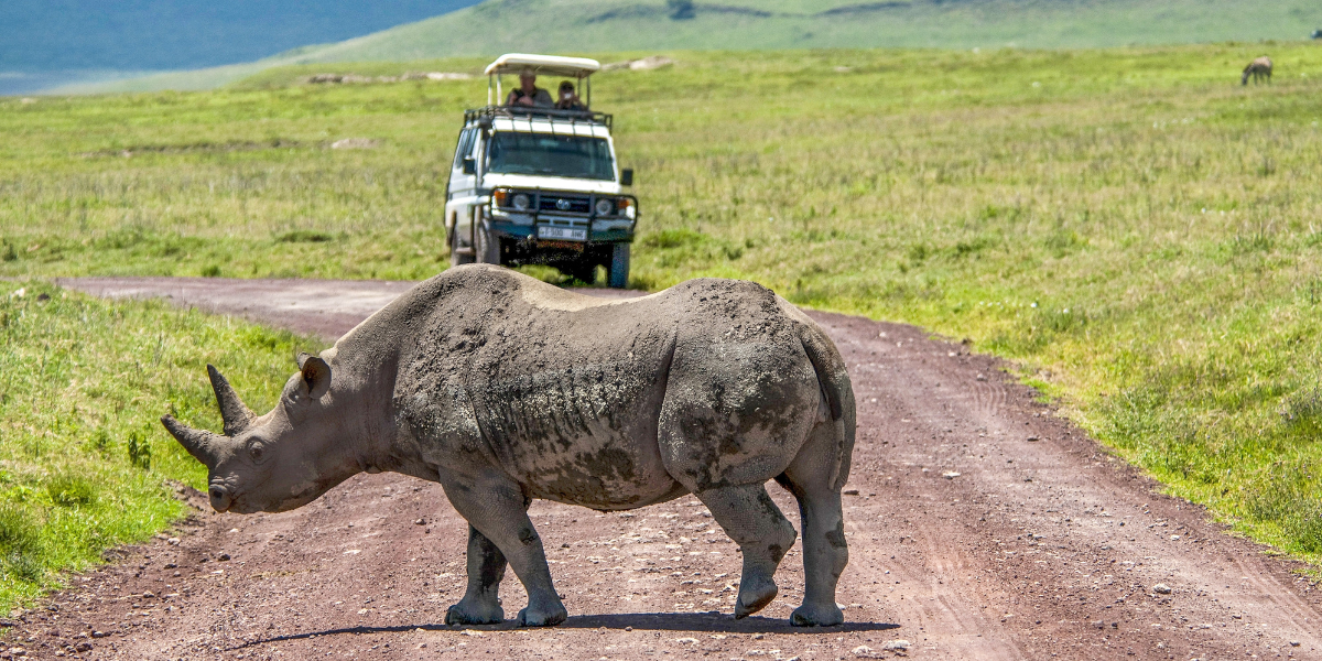 Les rhinocéros noirs de Ngorongoro - jour 5 