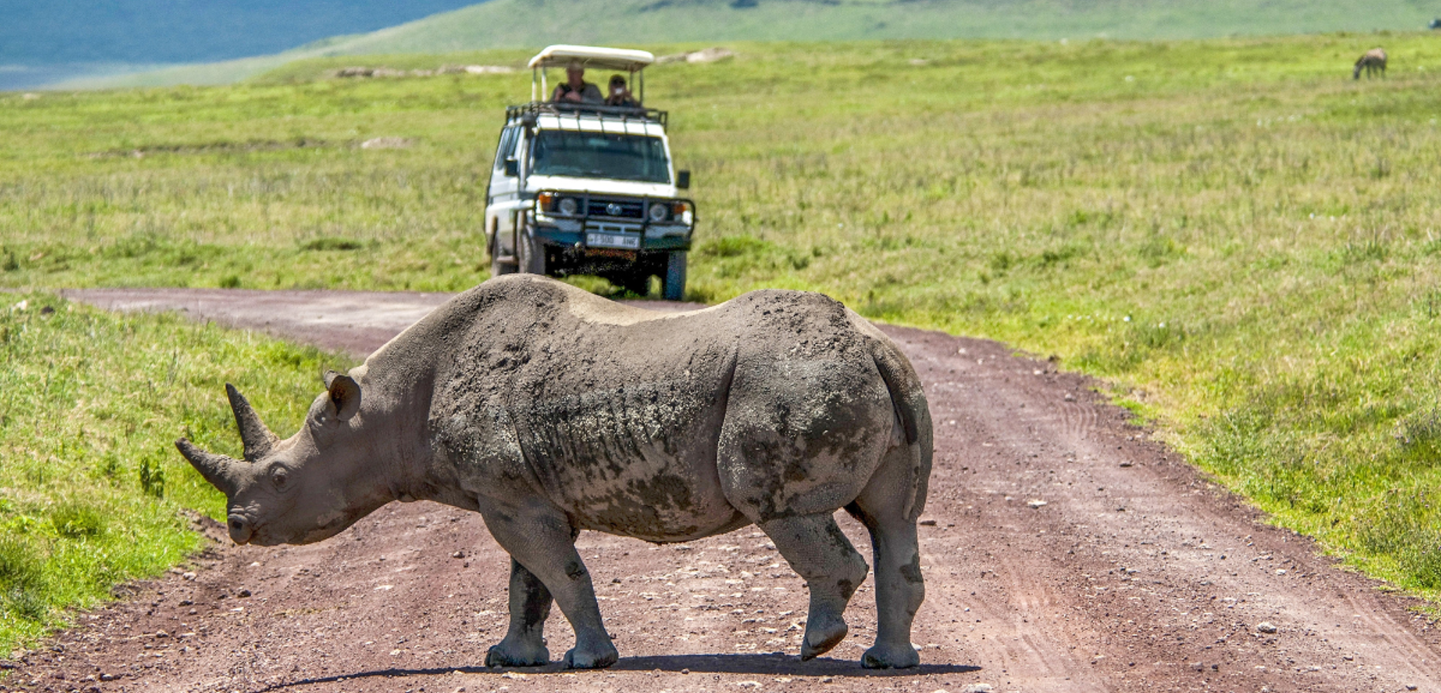 Les rhinocéros noirs de Ngorongoro - jour 5