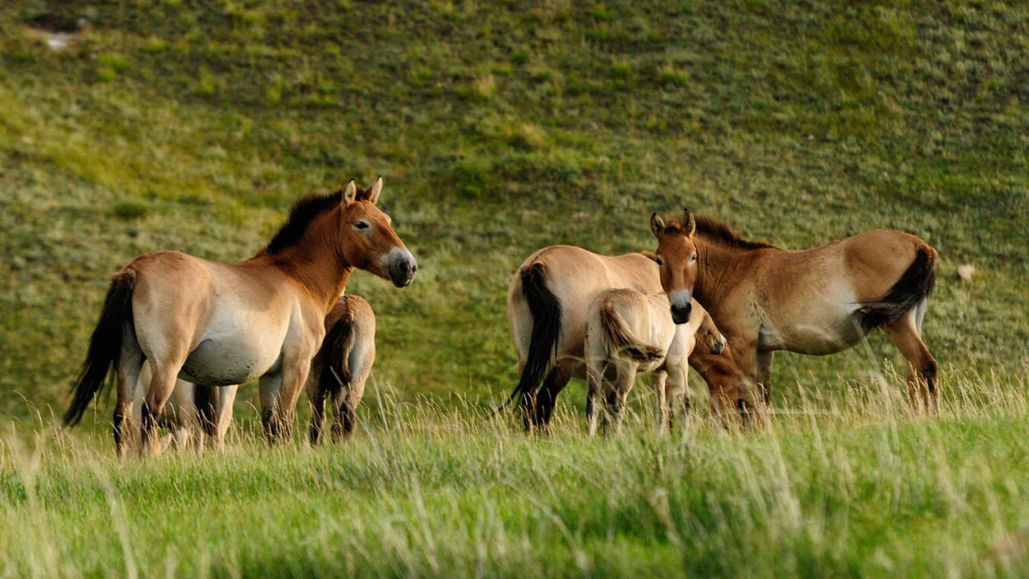 Le cheval de Przewalski - jours 9 et 10