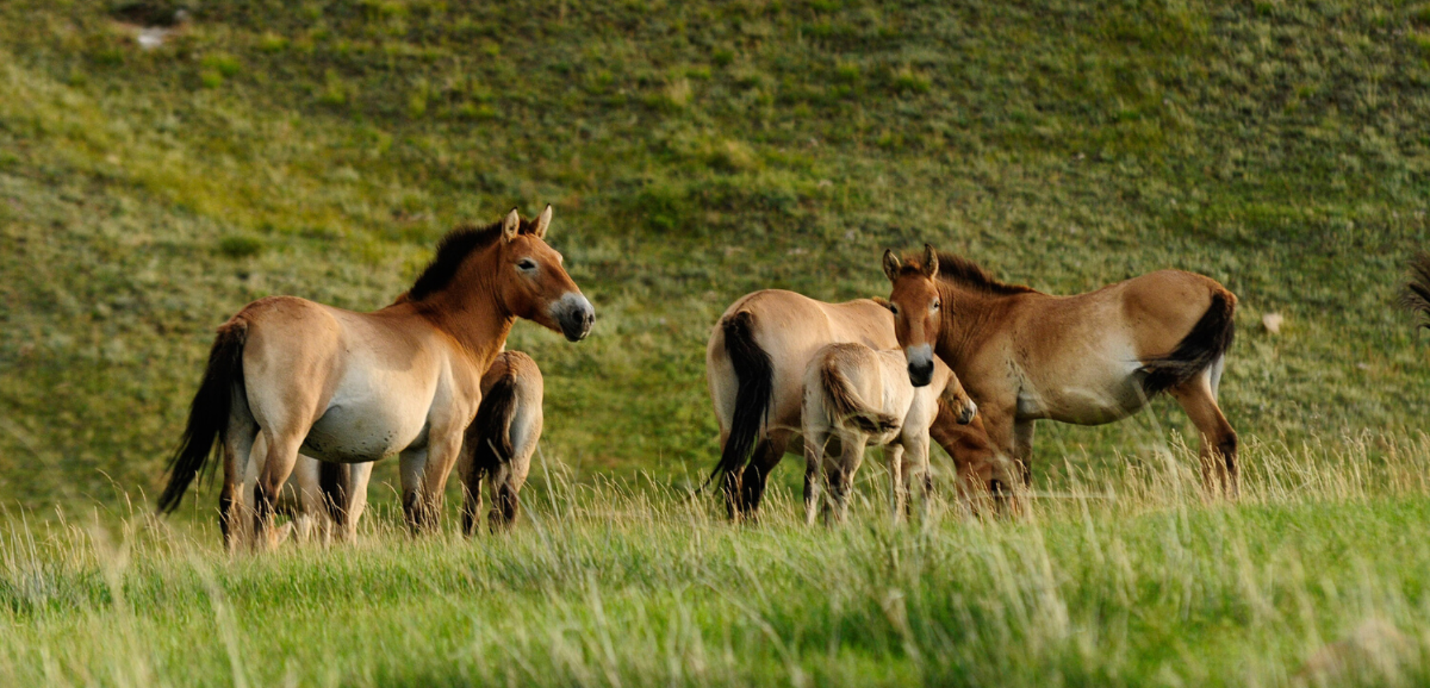 Le cheval de Przewalski - jours 9 et 10
