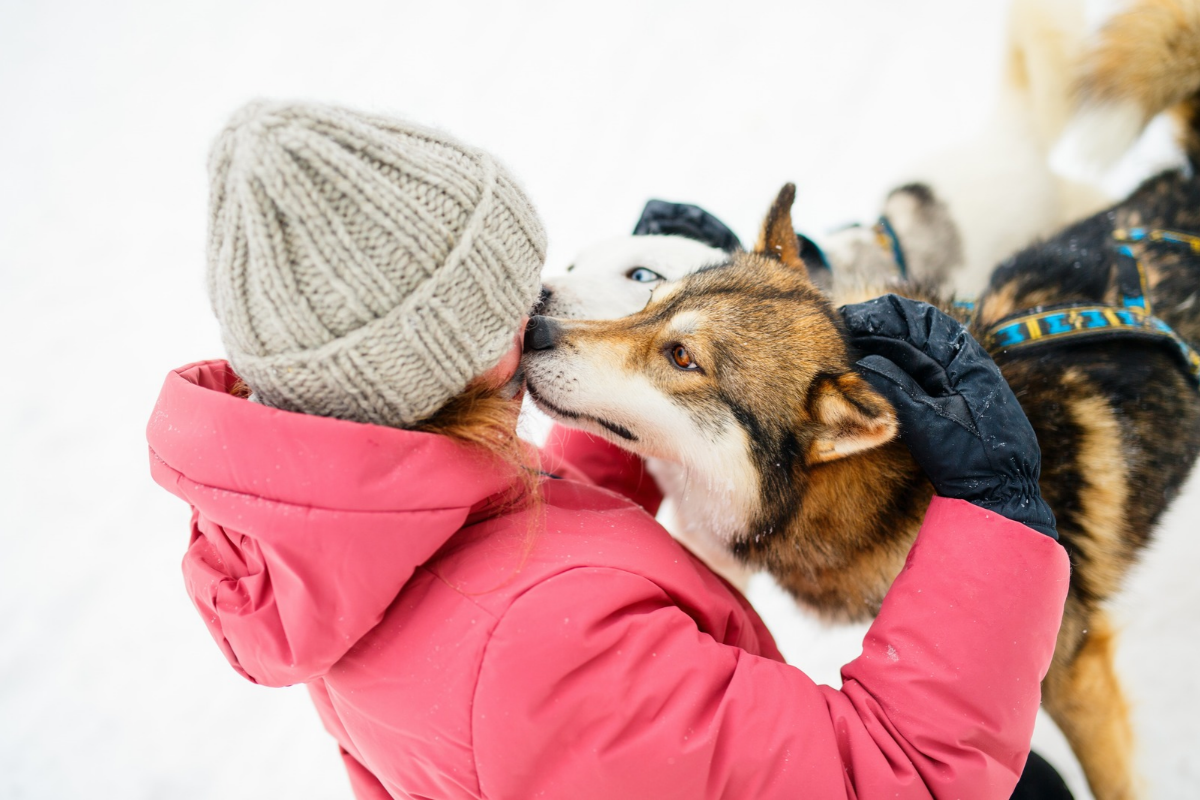 Chiens de traîneau en Laponie, ©Shutterstock