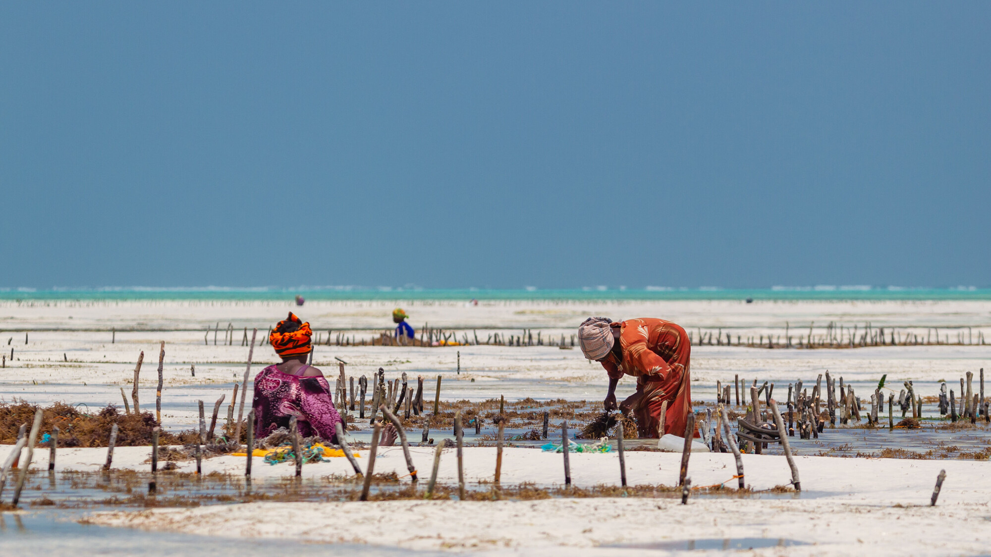 Rencontre magique avec les femmes de Zanzibar
