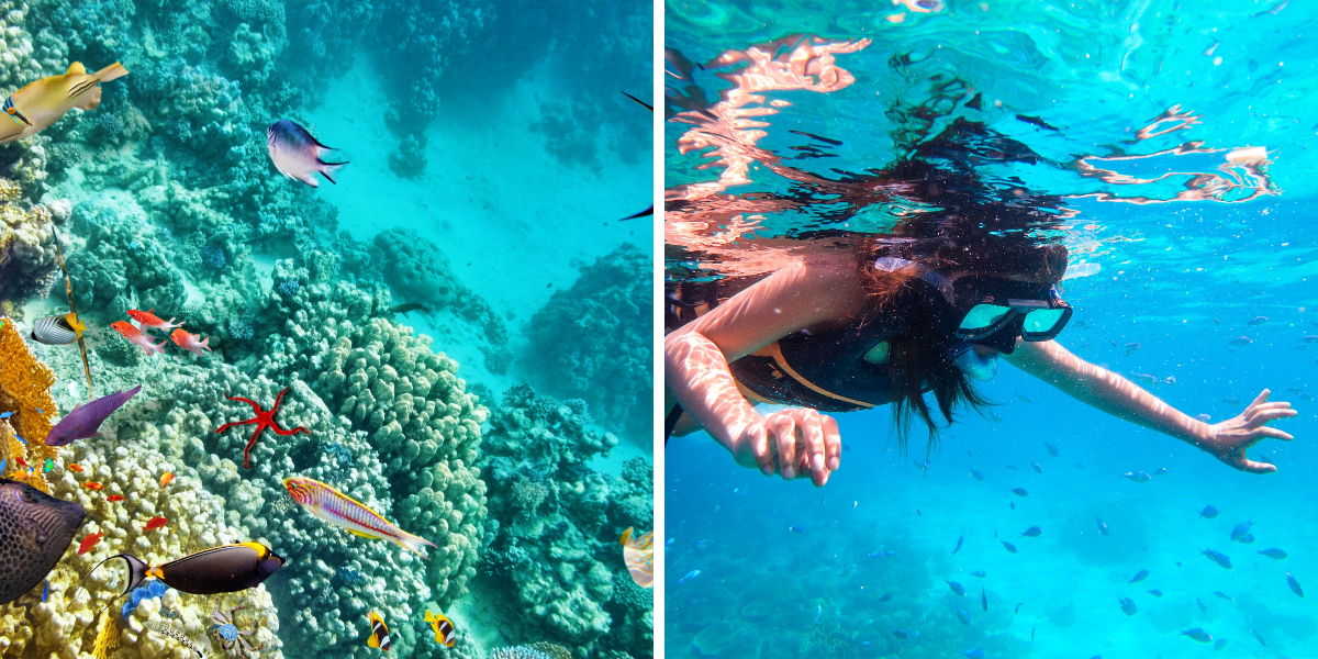 Admirez les poissons colorés et les coraux en snorkeling