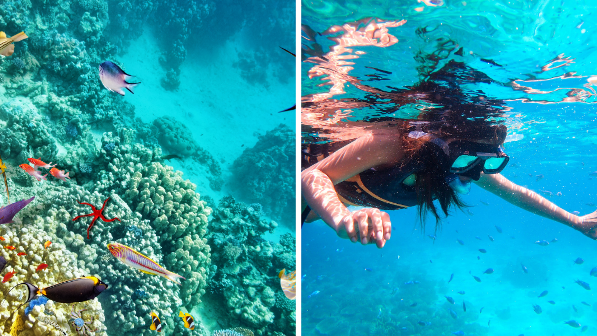 Admirez les poissons colorés et les coraux en snorkeling