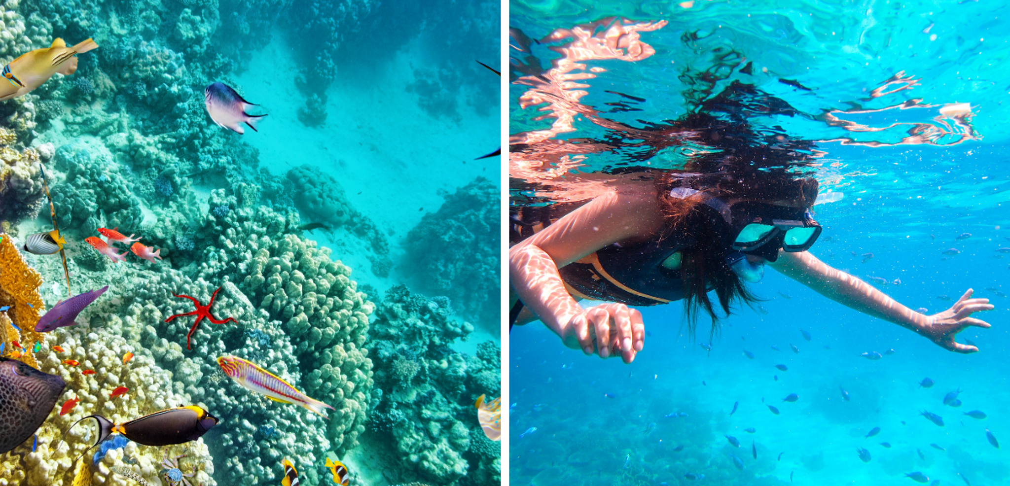 Admirez les poissons colorés et les coraux en snorkeling