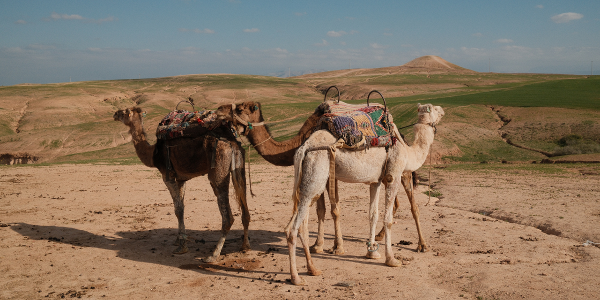 Randonnée à dromadaire, désert d'Agafay