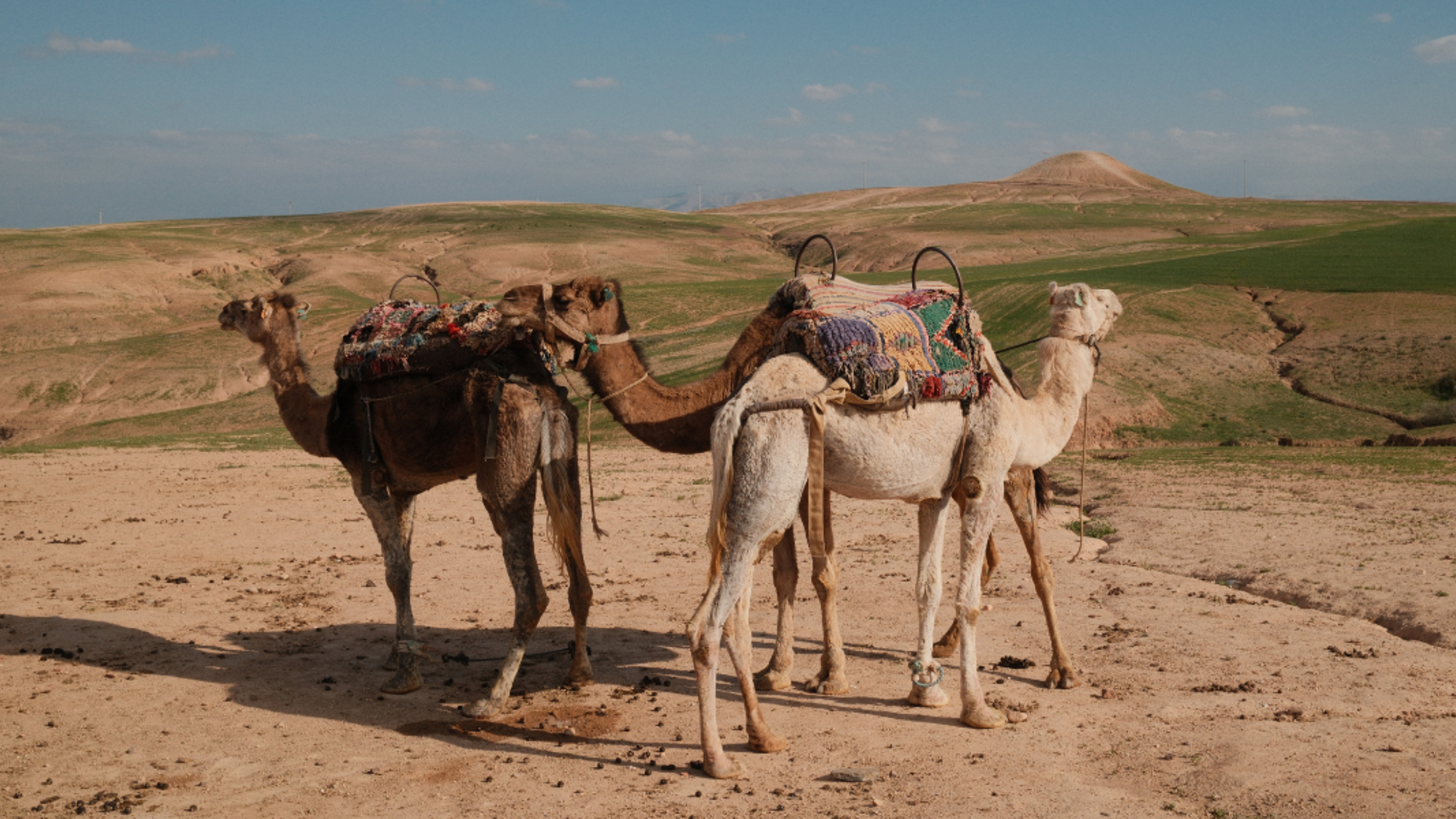 Randonnée à dromadaire, désert d'Agafay