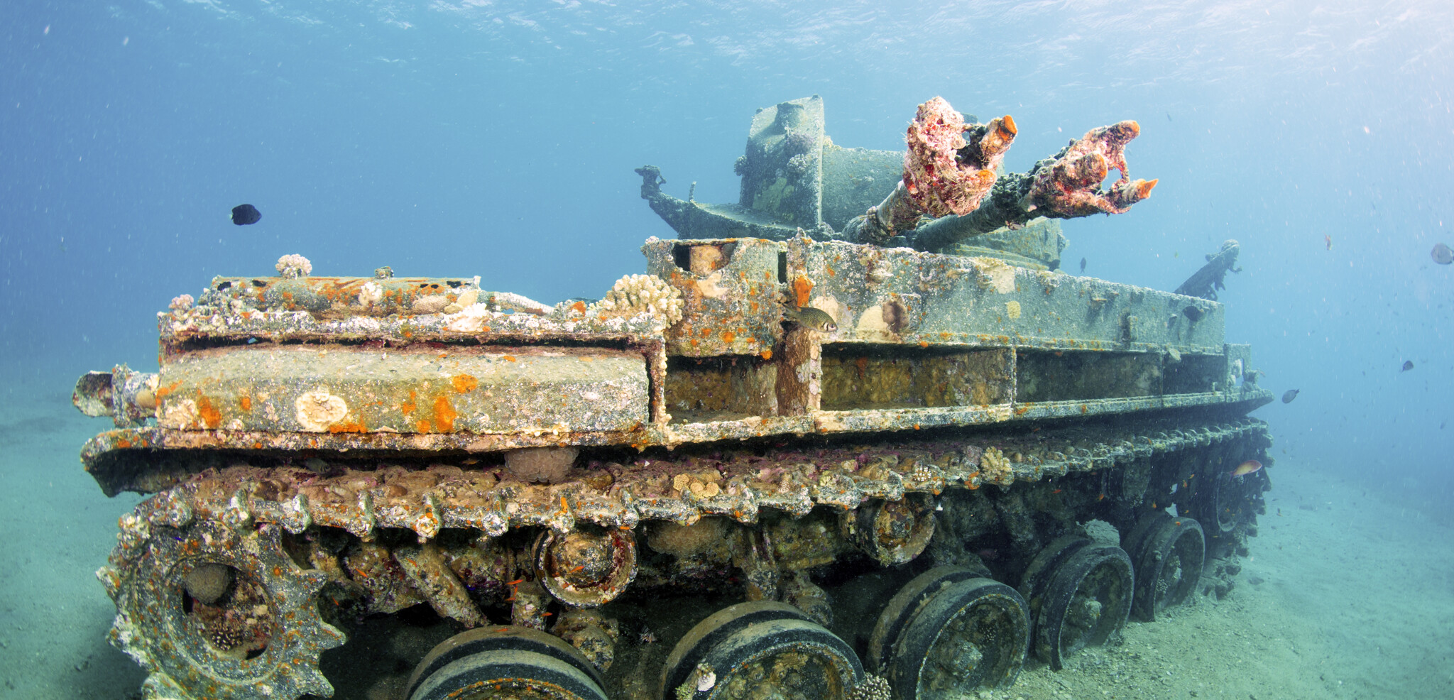 Découverte des fonds marins à Aqaba