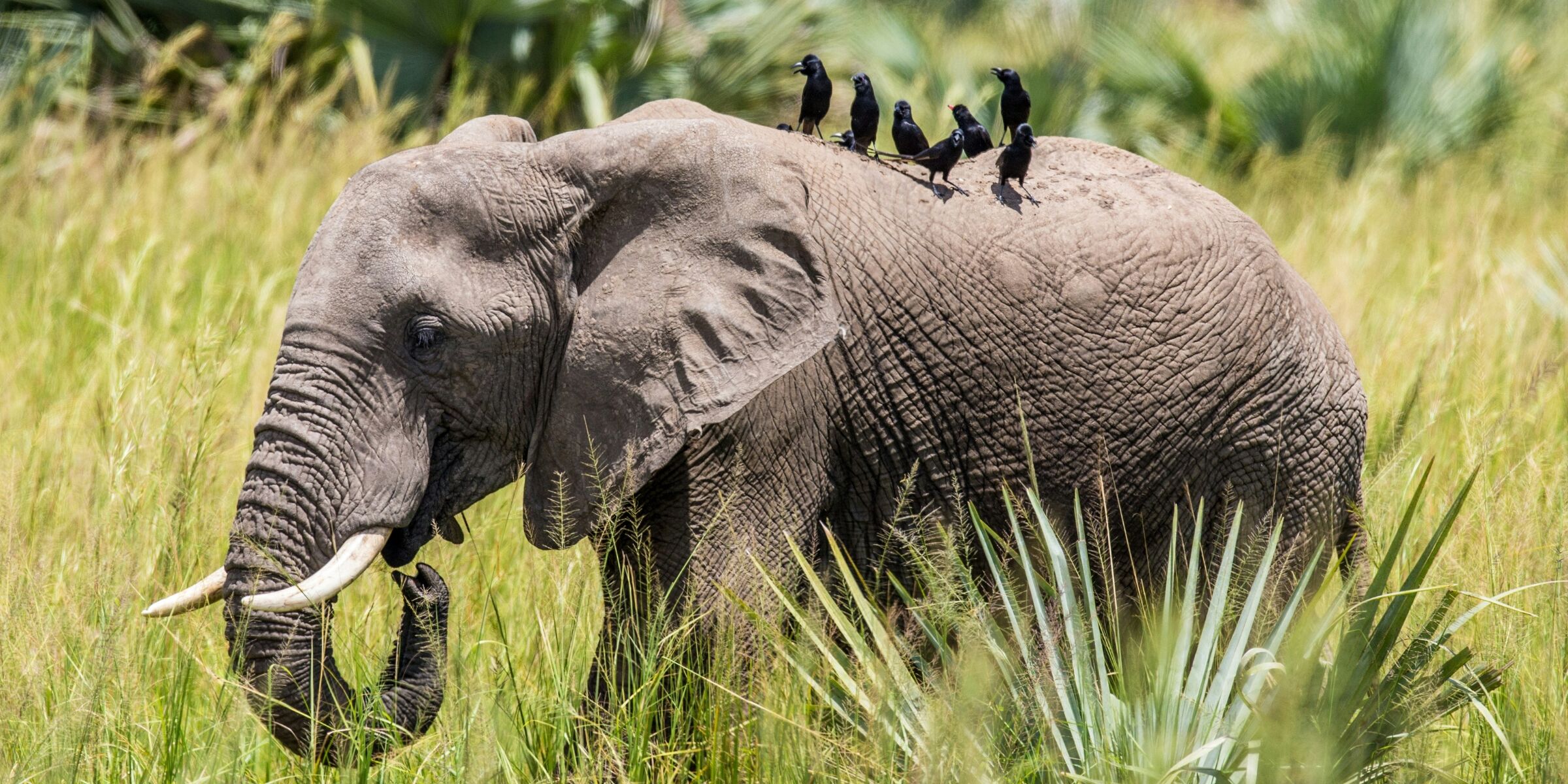Parc national de Murchinson Falls, Ouganda