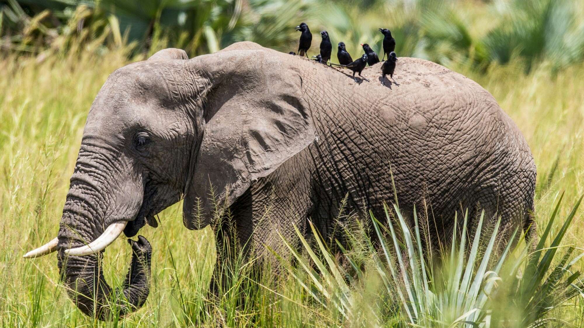Parc national de Murchinson Falls, Ouganda