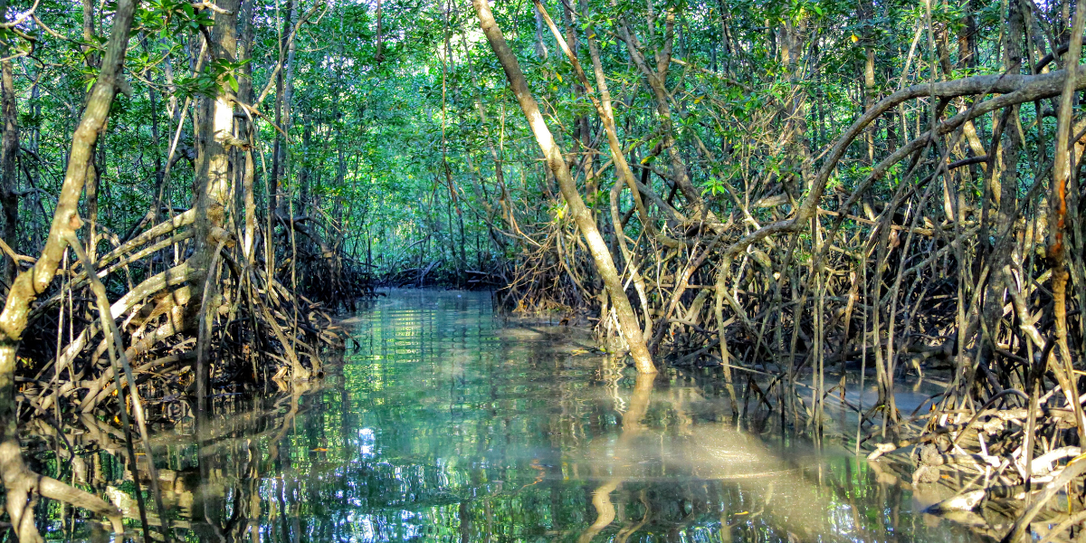 A l'aventure dans la mangrove