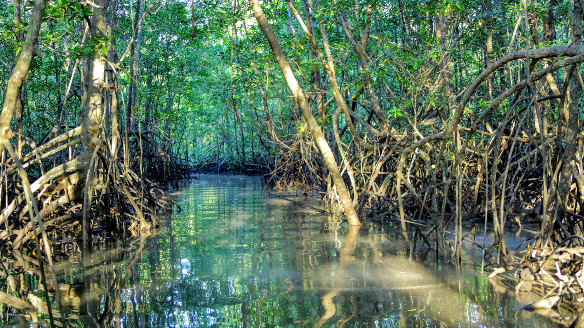 A l'aventure dans la mangrove