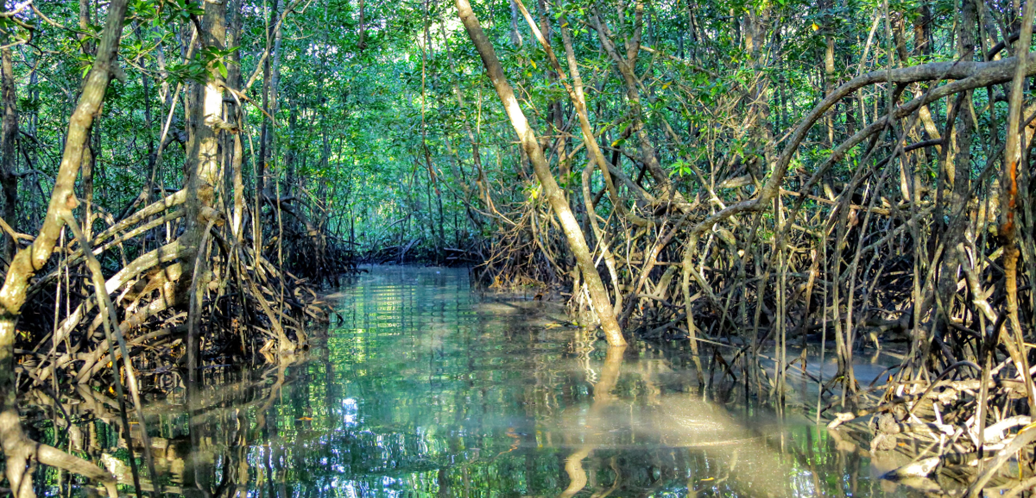 A l'aventure dans la mangrove