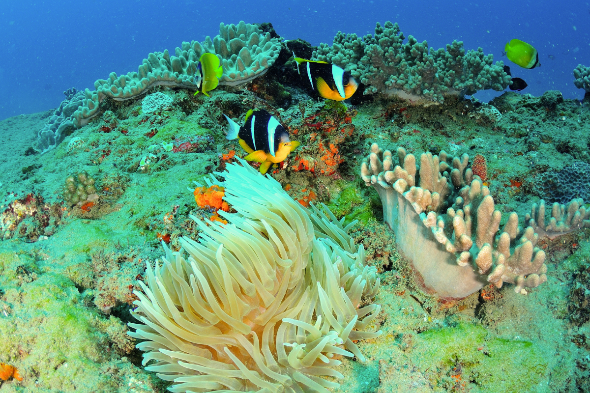 Session snorkelling, Mozambique ©Shutterstock