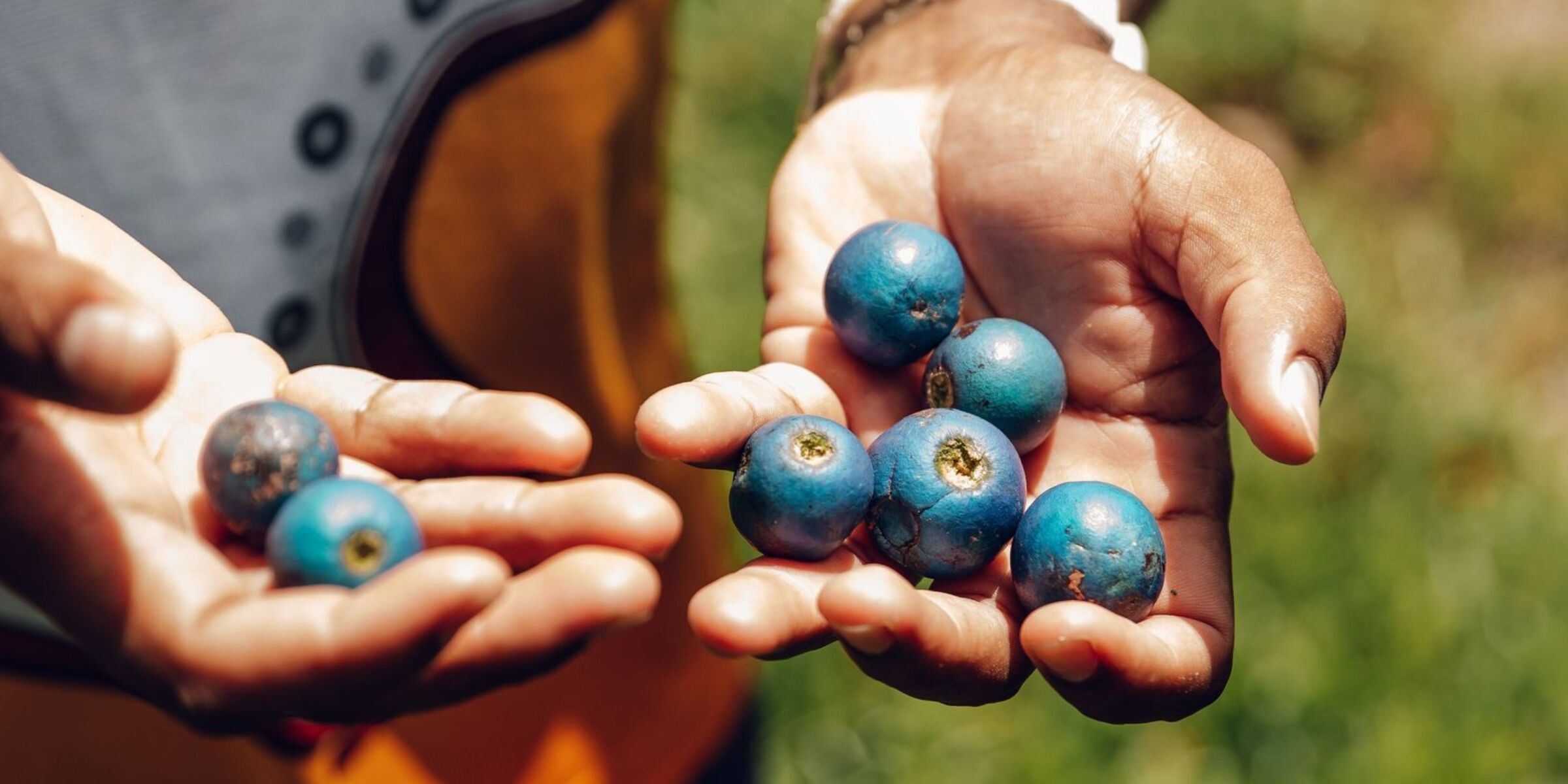 Daintree National Park, Australie
