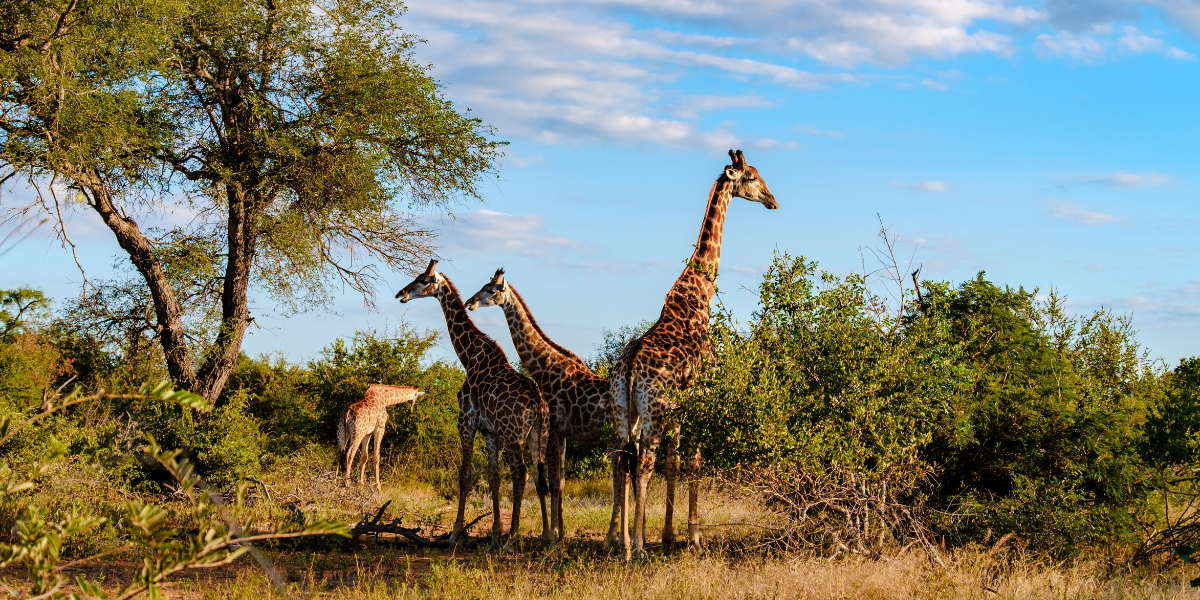 Bienvenue en Afrique du Sud !