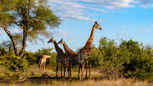 Bienvenue en Afrique du Sud !