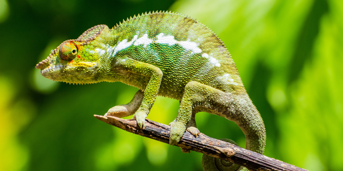 De la faune sauvage...