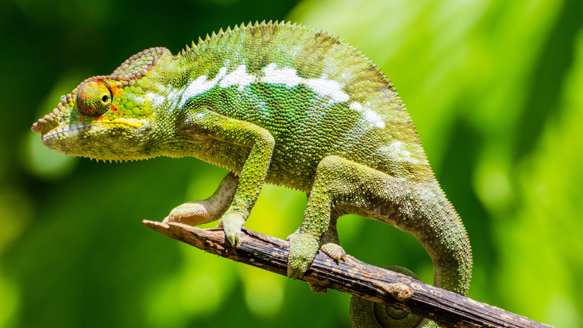 De la faune sauvage...