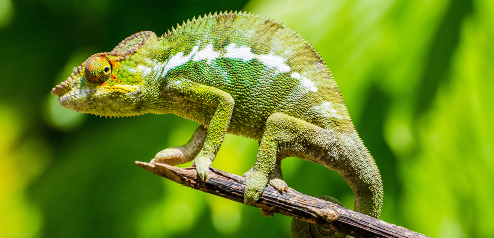 De la faune sauvage...