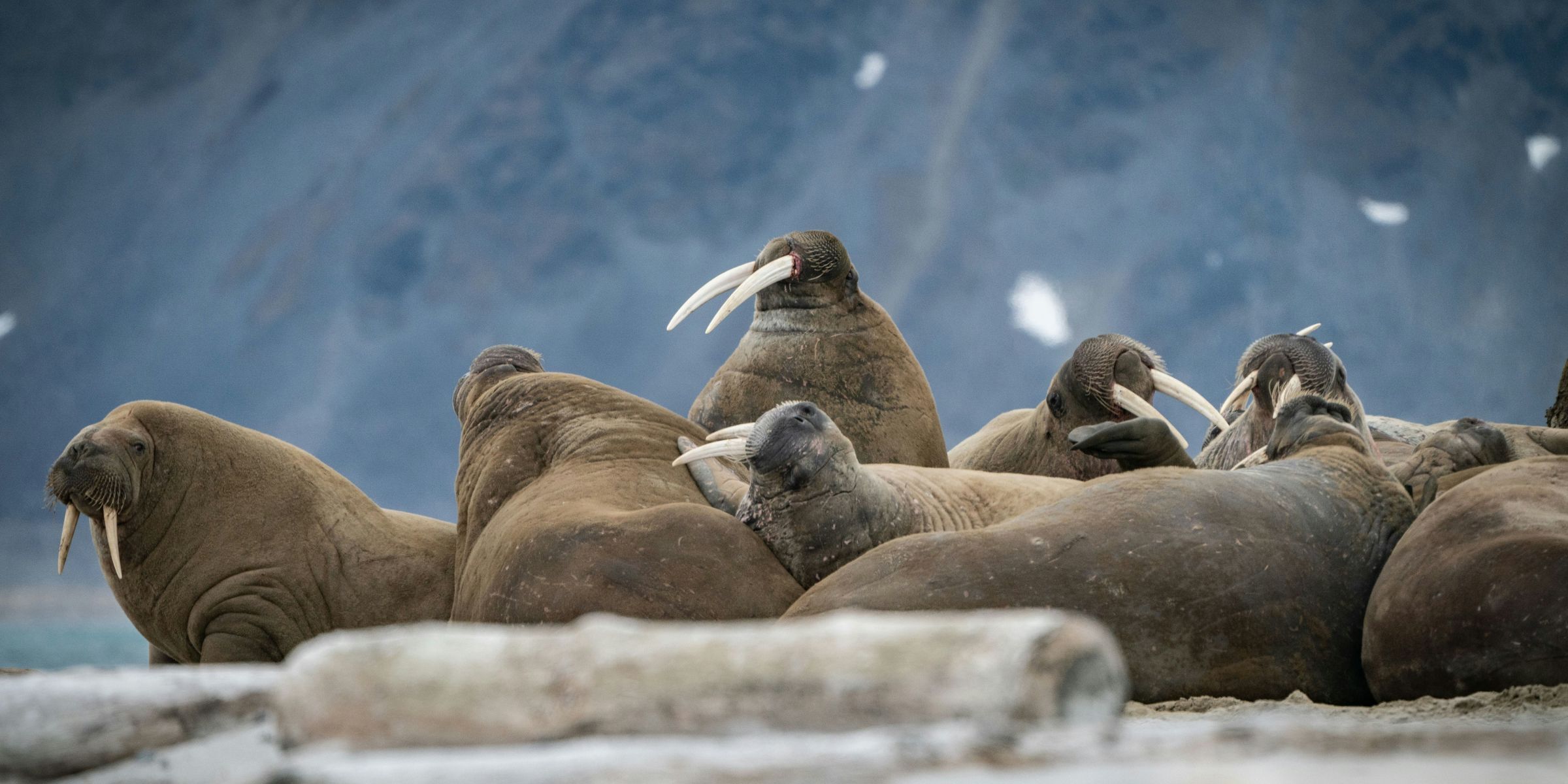 Morses, Svalbard, Norvège