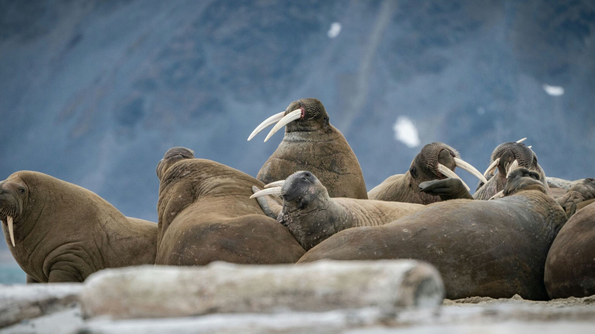Morses, Svalbard, Norvège