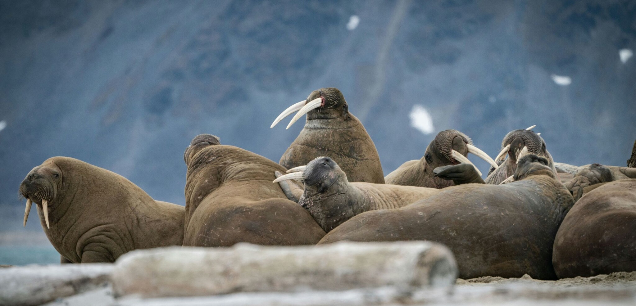 Morses, Svalbard, Norvège