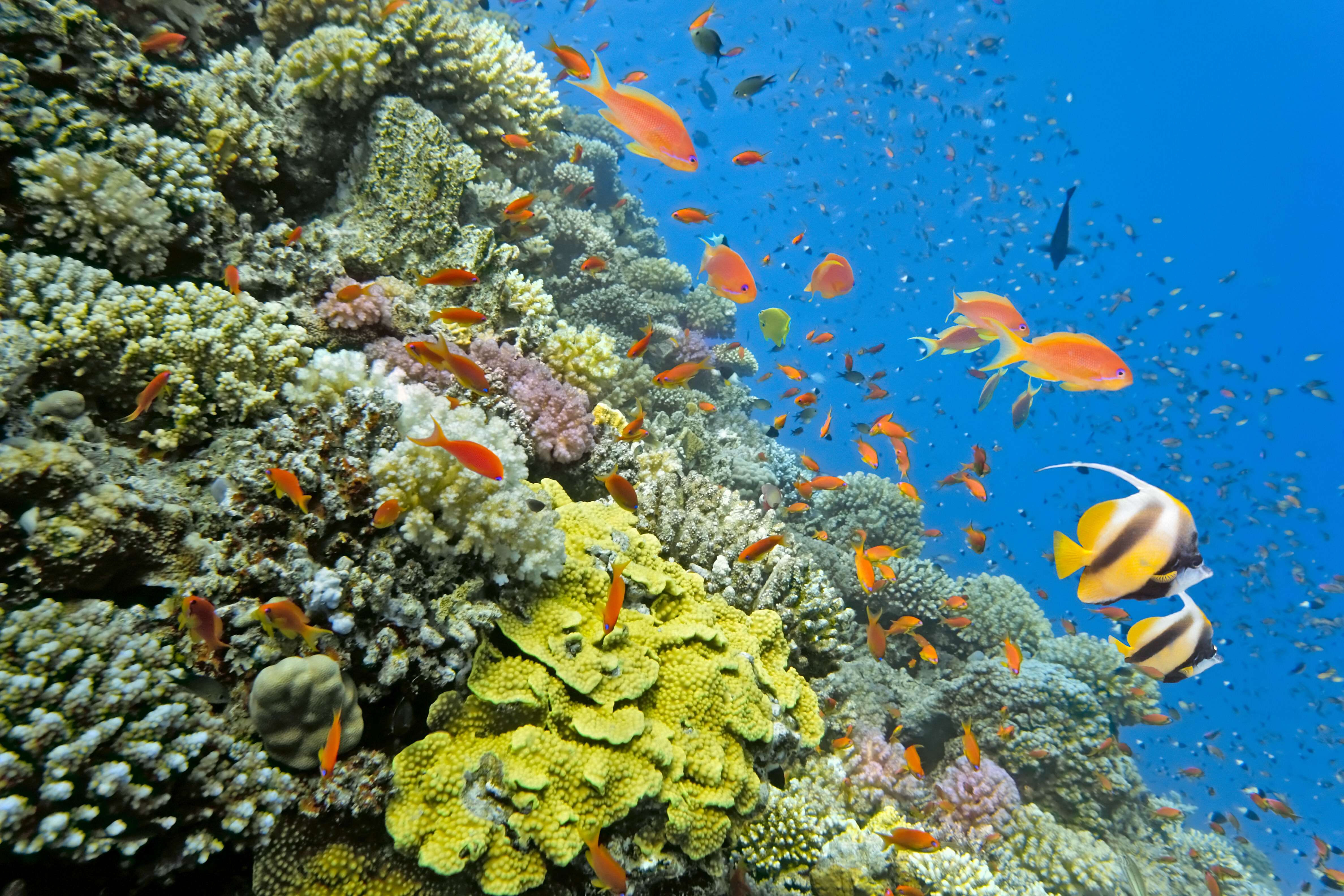 Découverte des fonds marins à Aqaba