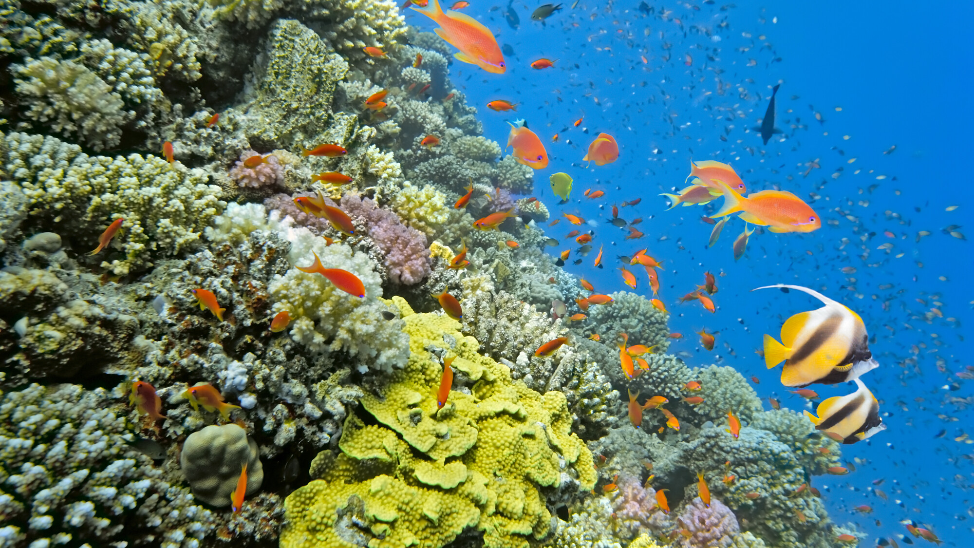 Découverte des fonds marins à Aqaba