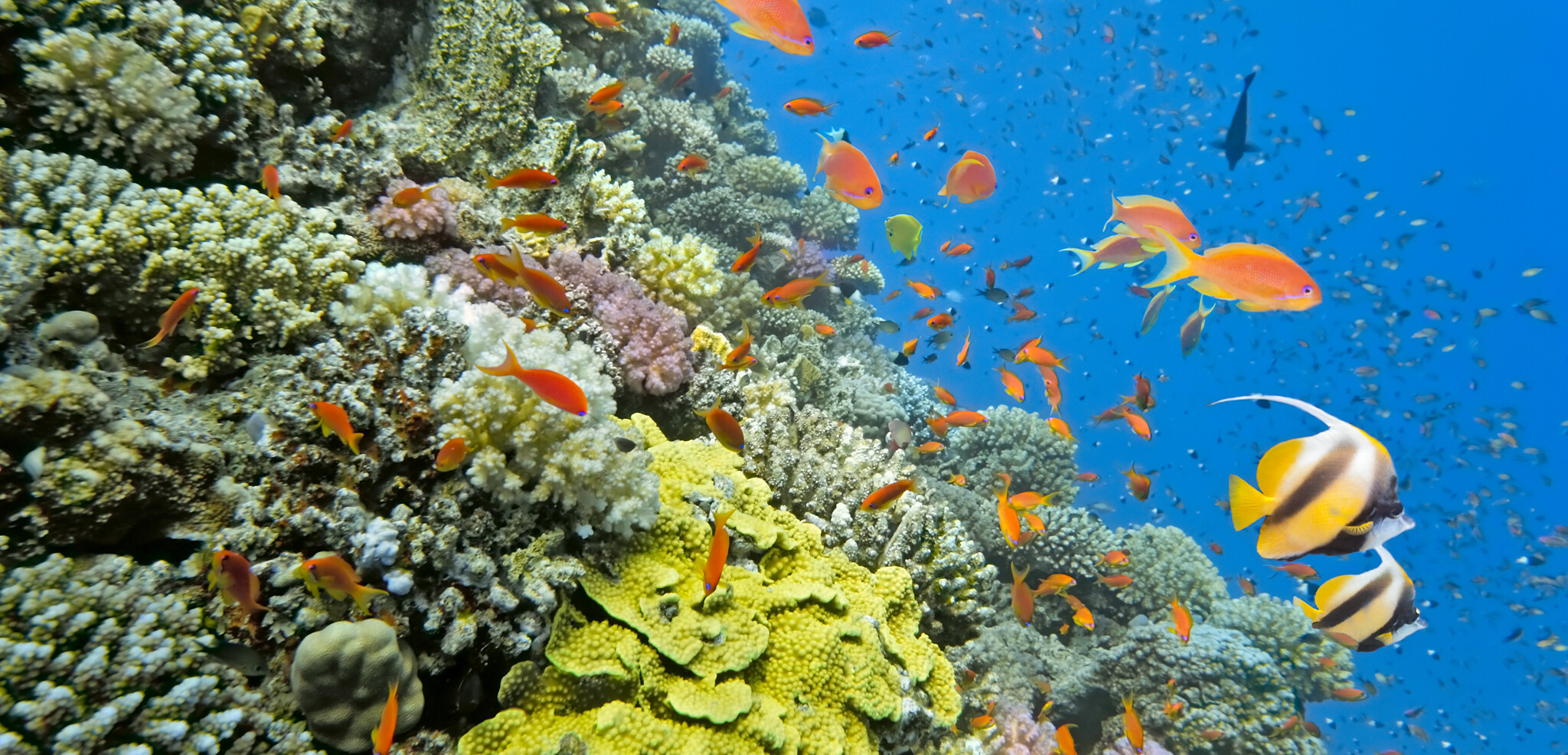 Découverte des fonds marins à Aqaba