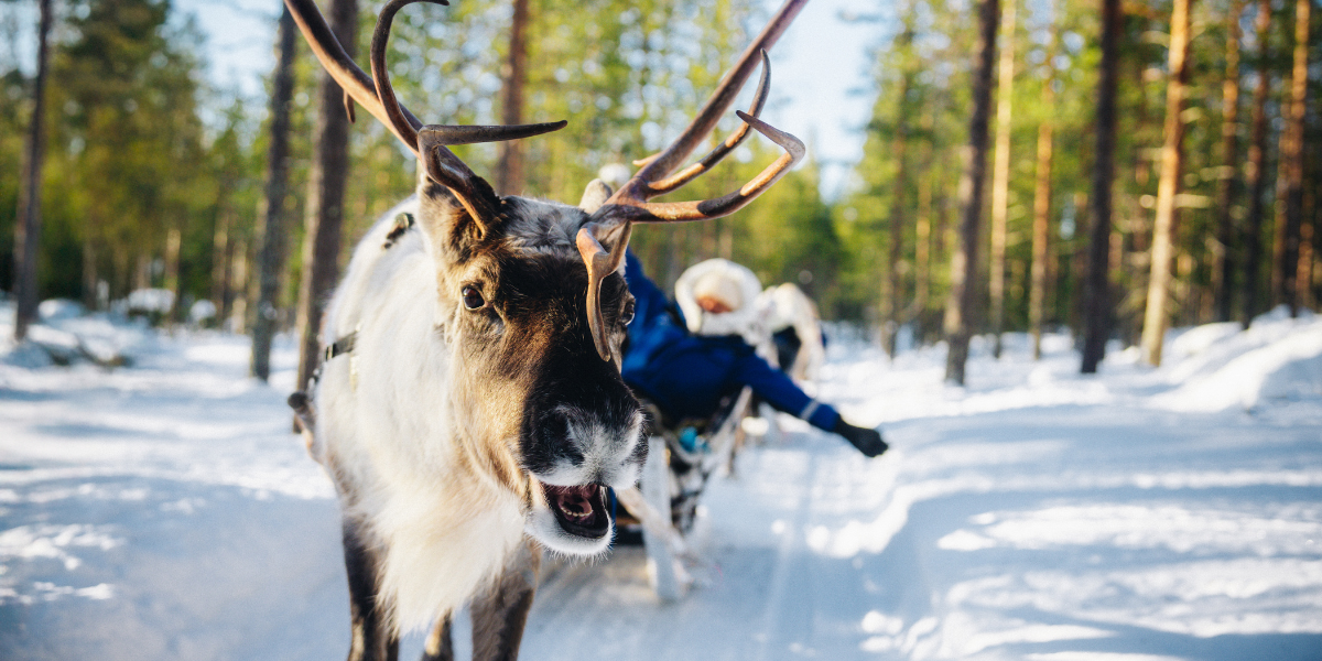 Une petite balade en traineau à renne ça vous dit ?