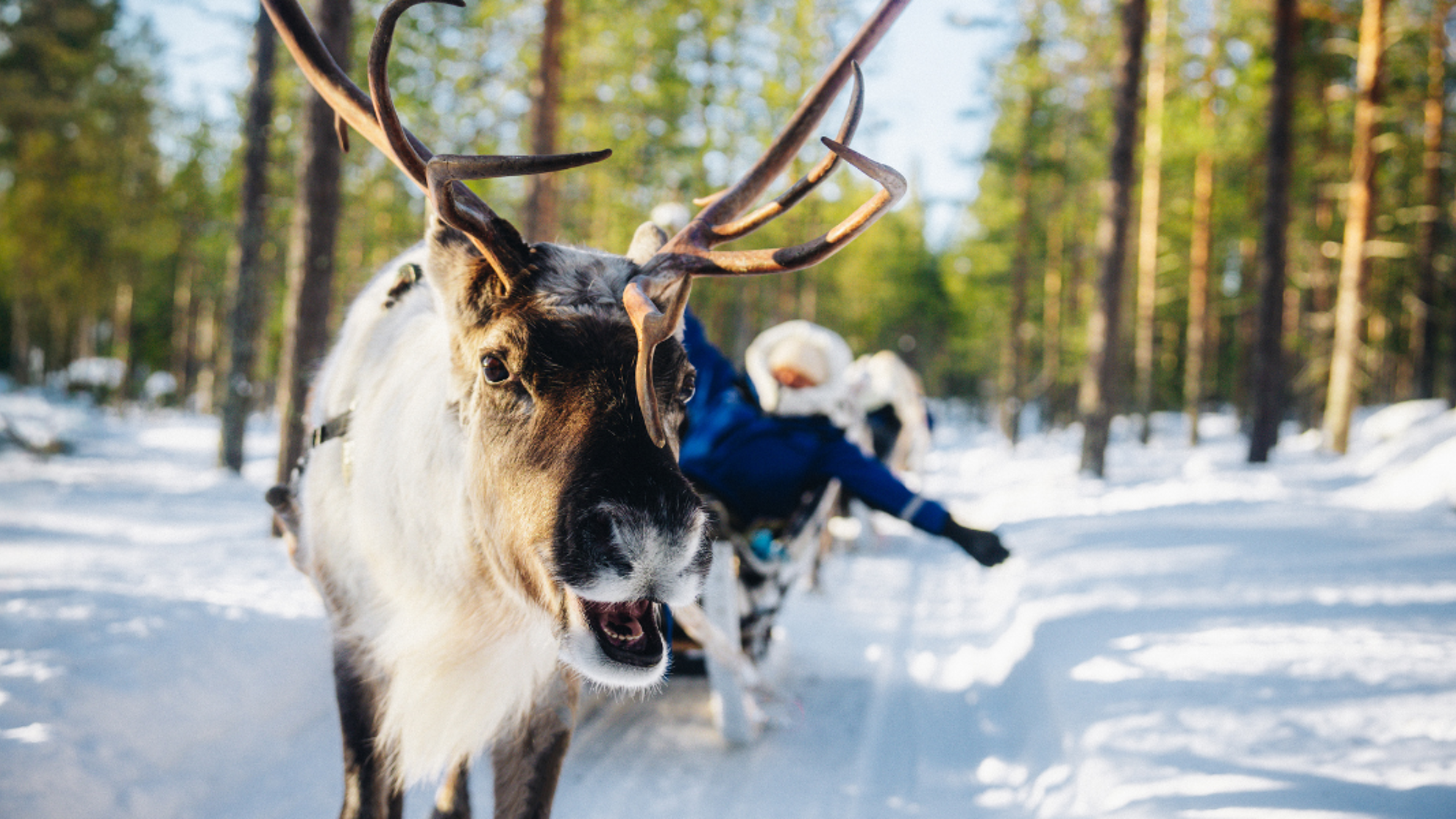 Une petite balade en traineau à renne ça vous dit ?