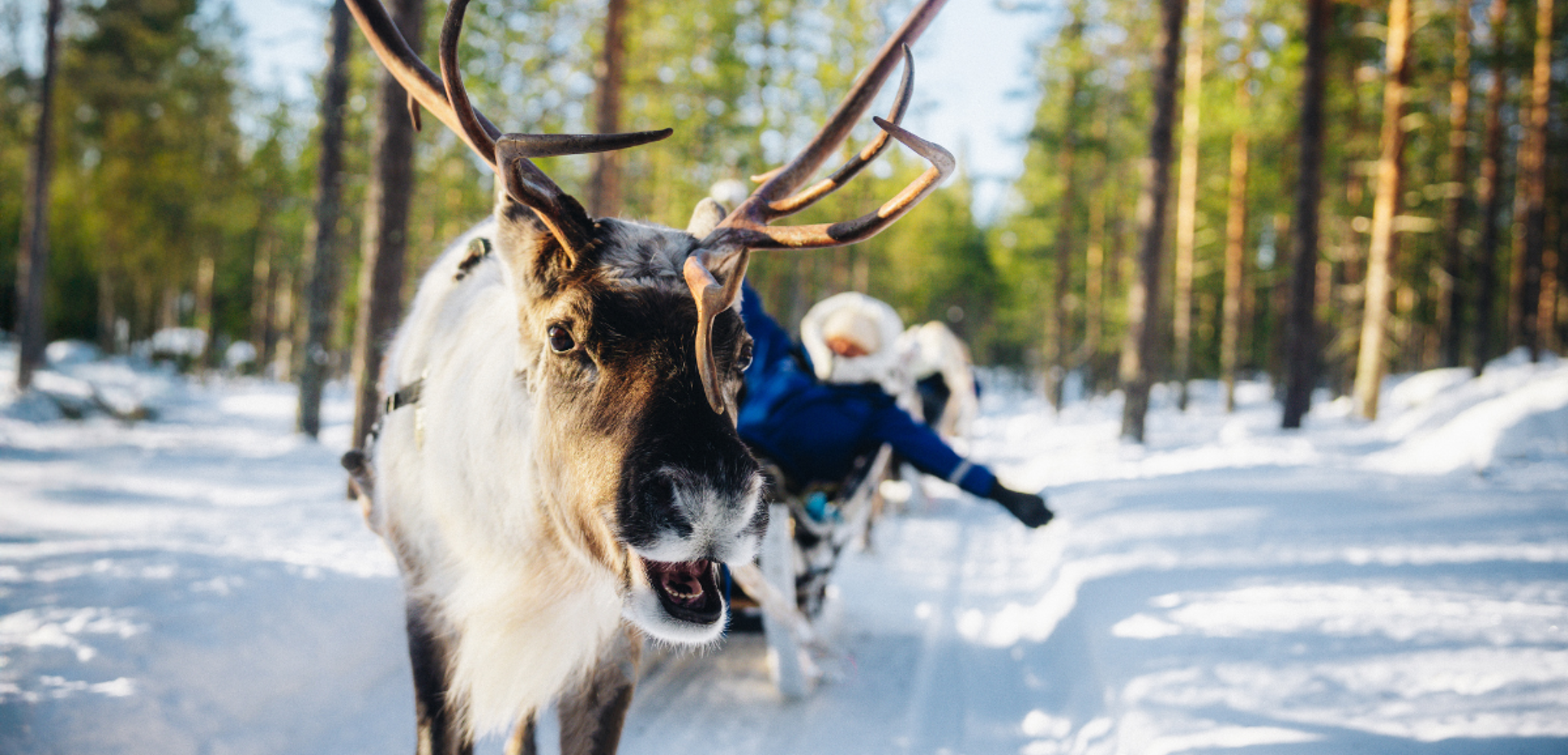Une petite balade en traineau à renne ça vous dit ?