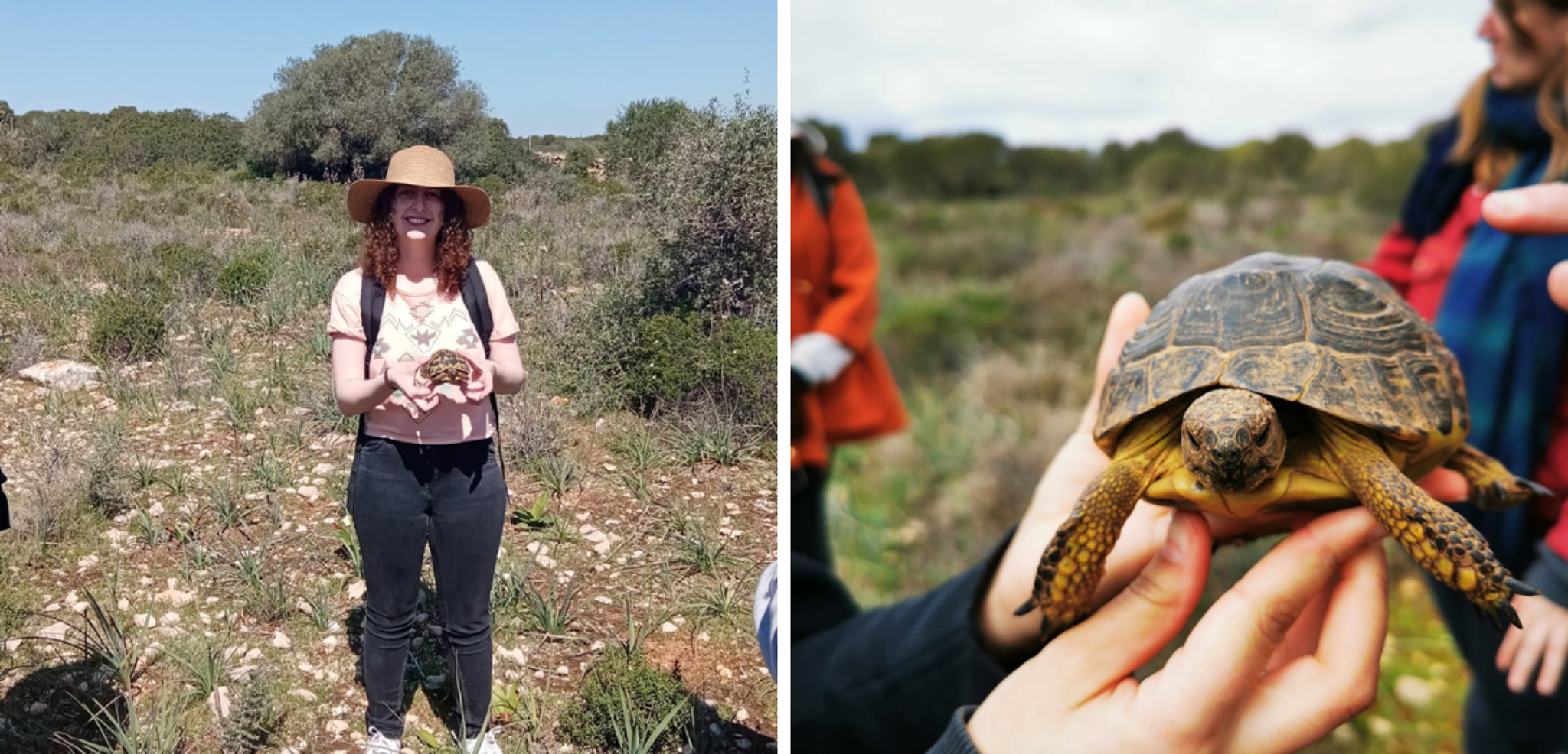 Les tortues de Cap Blanc