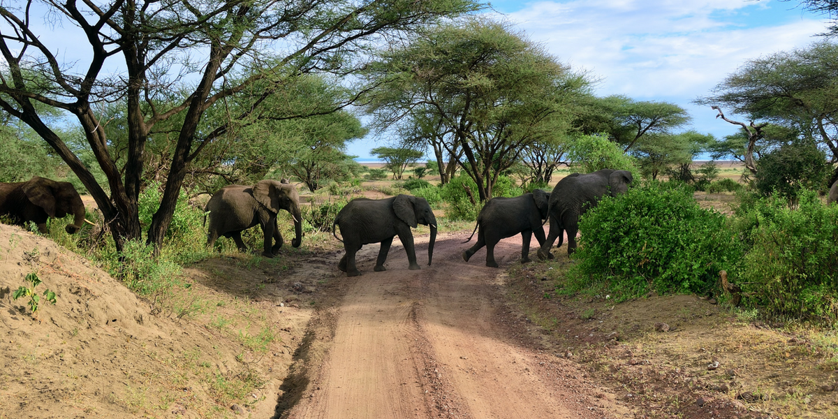 Découvrez le parc national bordant le lac Manyara 