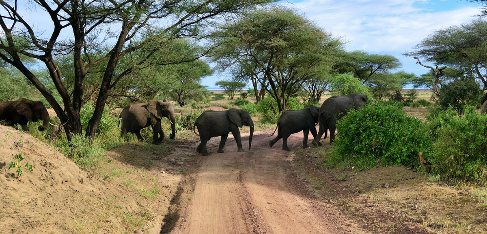 Découvrez le parc national bordant le lac Manyara