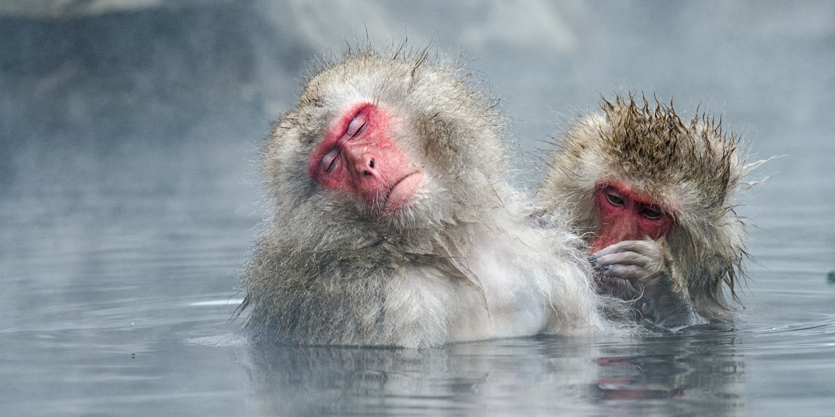 Un p'tit bain aux sources de Jigokudani ?