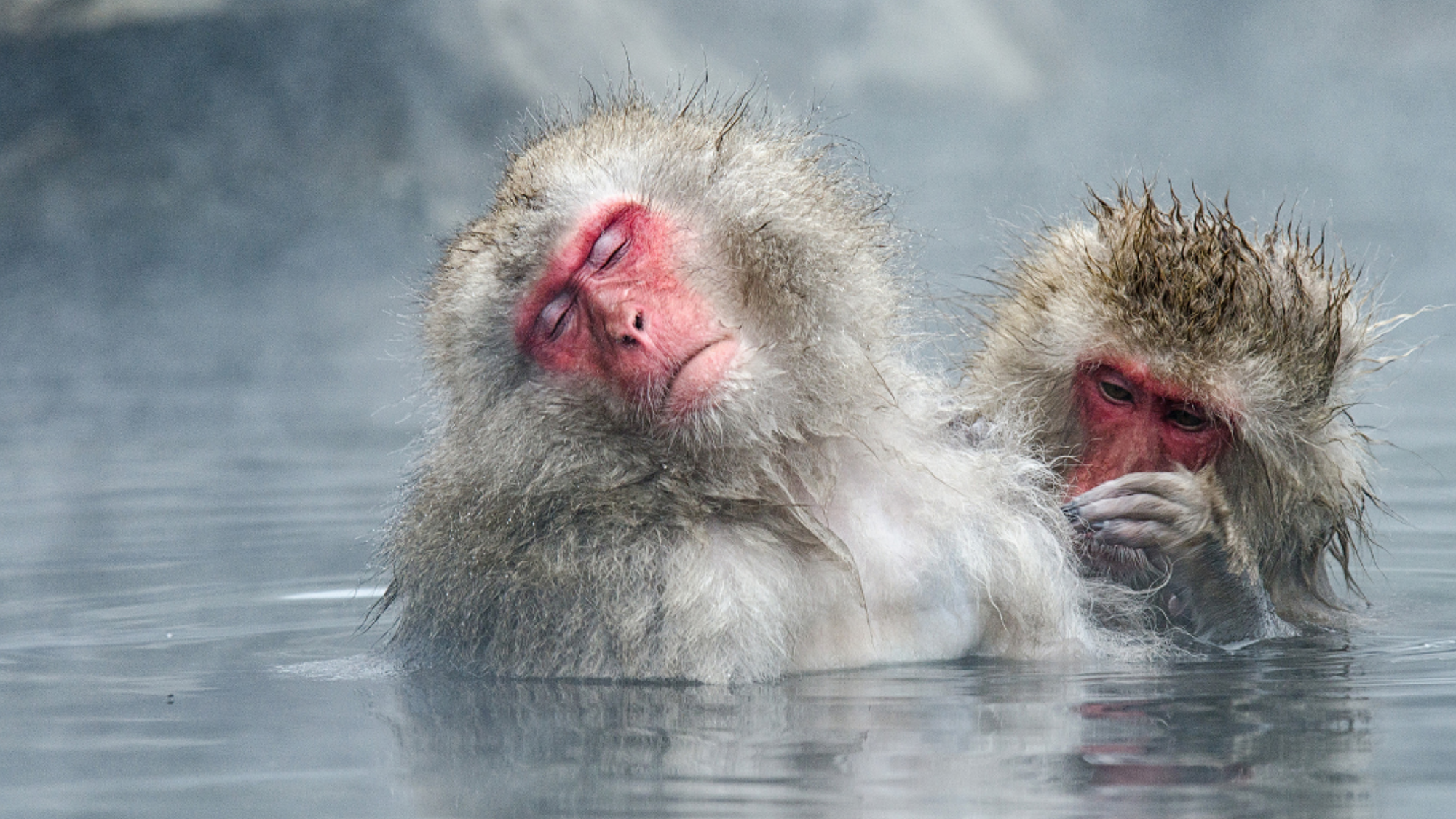 Un p'tit bain aux sources de Jigokudani ?