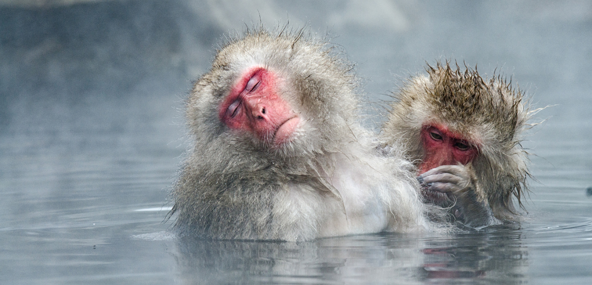 Un p'tit bain aux sources de Jigokudani ?