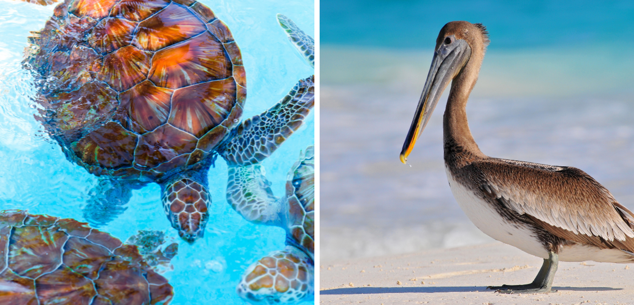 Faites des rencontres inattendues