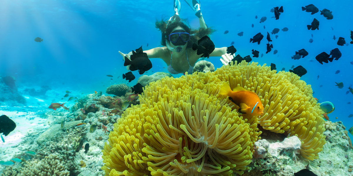 Profitez chaque jour de plongées fabuleuses