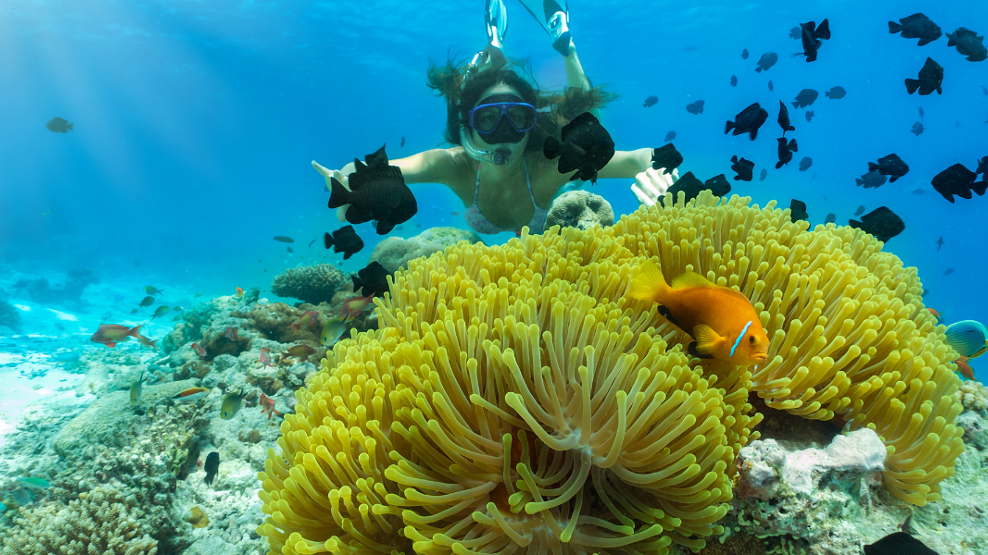 Profitez chaque jour de plongées fabuleuses