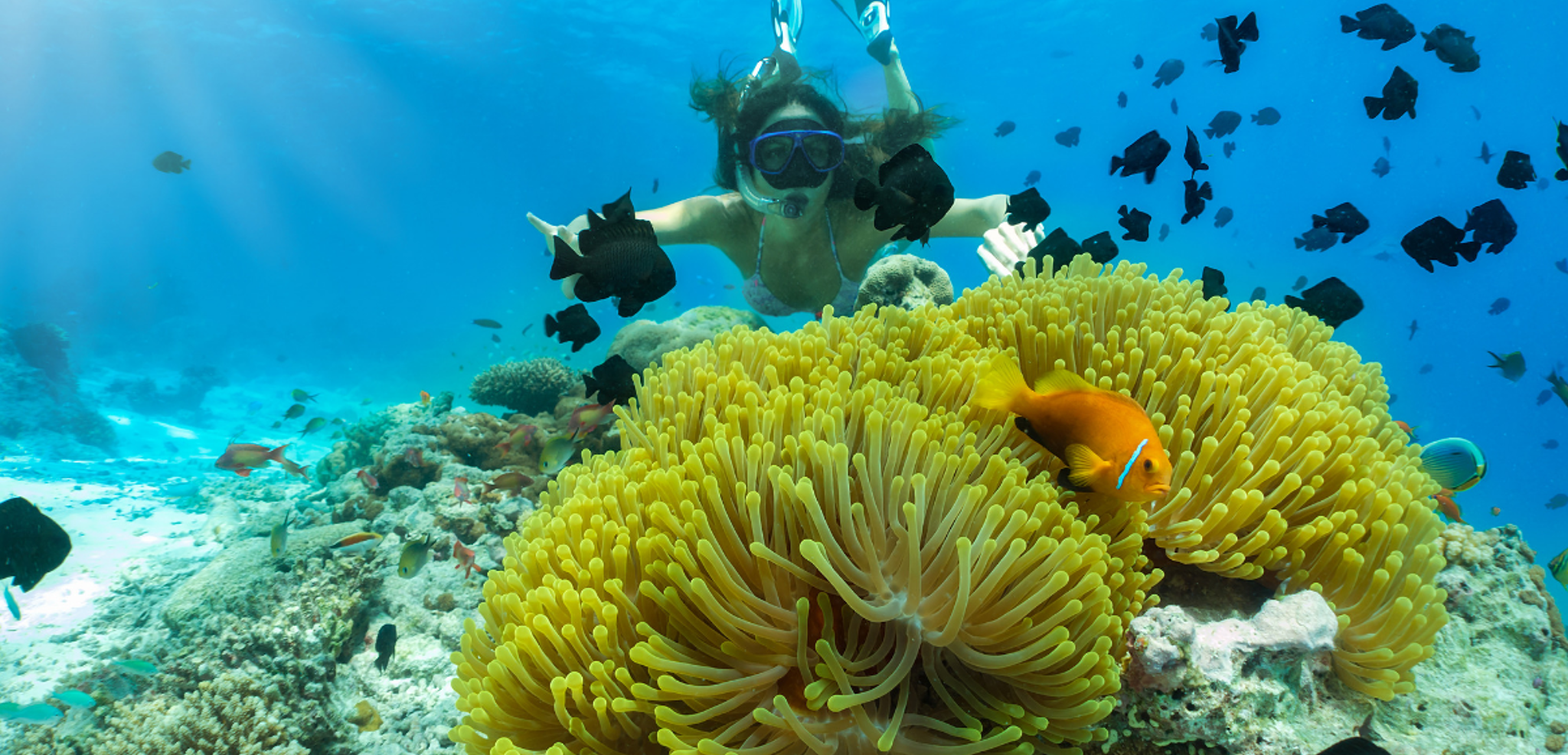 Profitez chaque jour de plongées fabuleuses