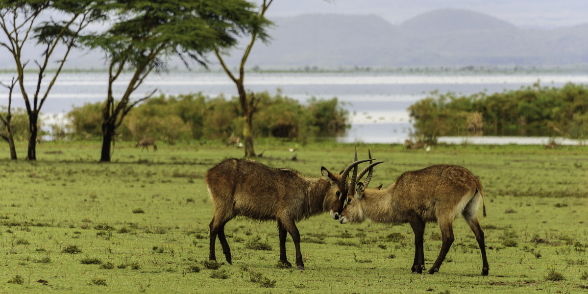 Sanctuaire de Crescent Island, Kenya