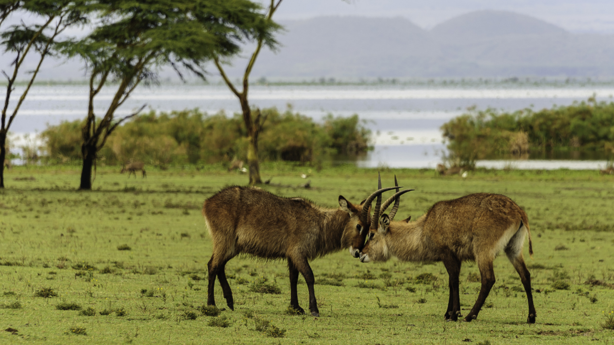 Sanctuaire de Crescent Island, Kenya